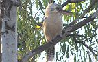 26-A friendly kookaburra at Walardi Camp in the Bungles